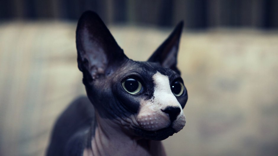 Чёрный сфинкс кошка