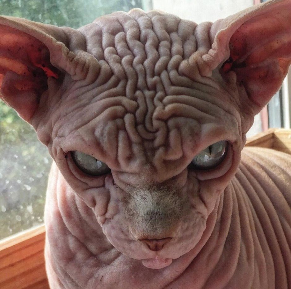 Страшный кот