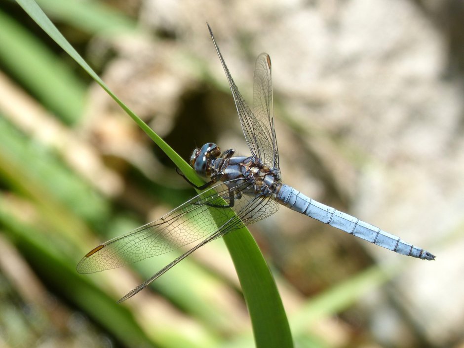 Orthetrum cancellatum