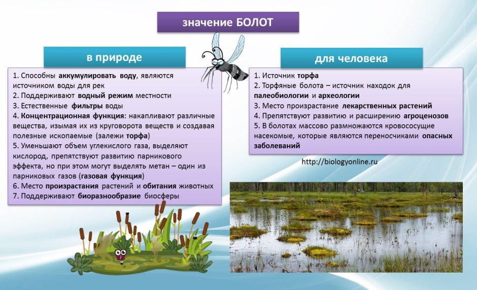 Экологическая роль болот