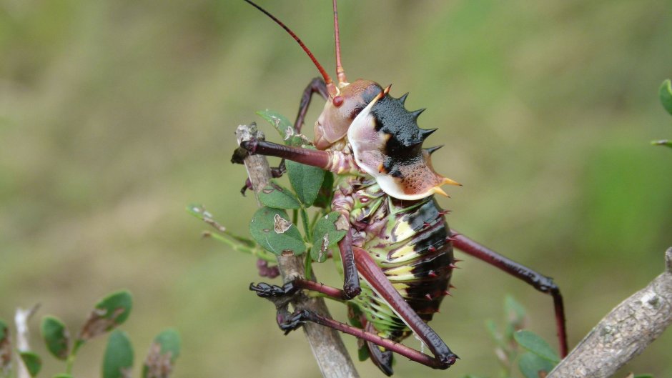 Сверчки Acanthoplus discoidalis