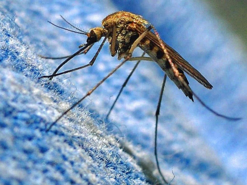 Culicidae (кровососущие комары)