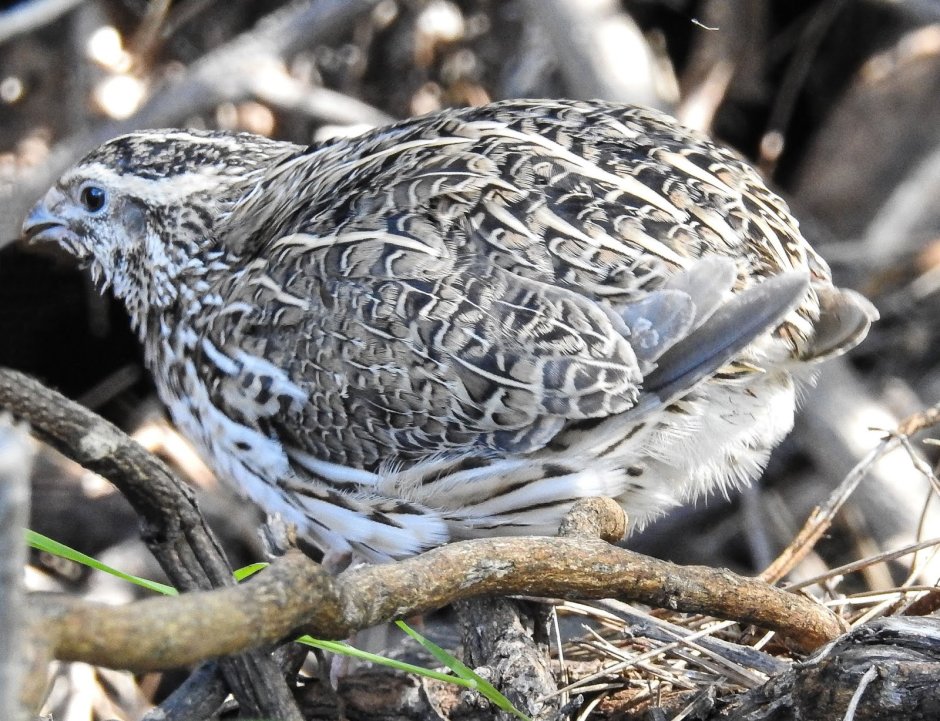Тенеброз перепел