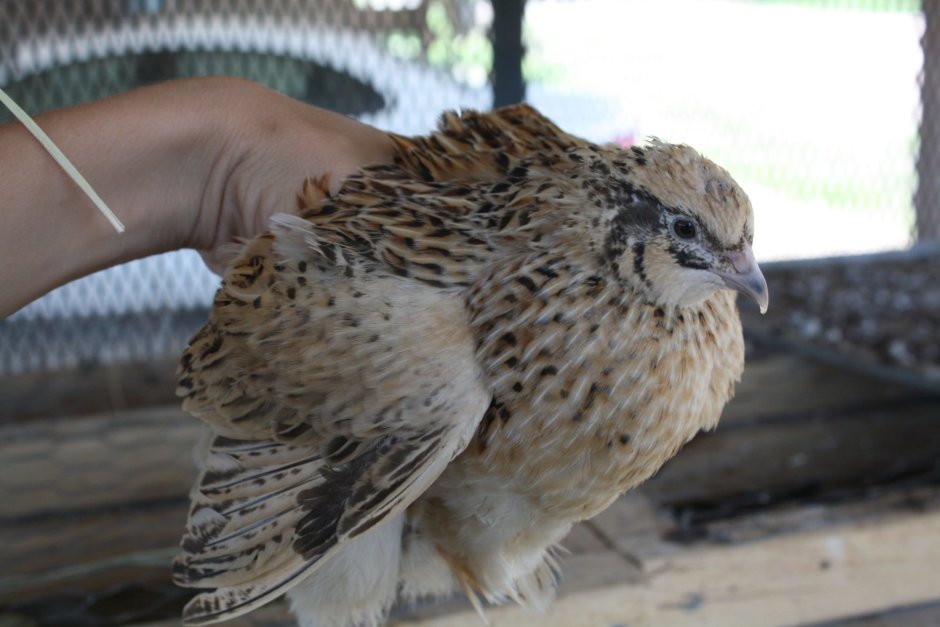 Перепел фараон золотой