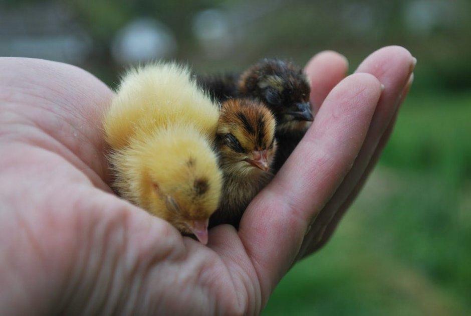 Птенец перепелки малек