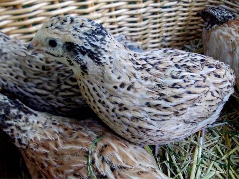 Перепелка Феникс