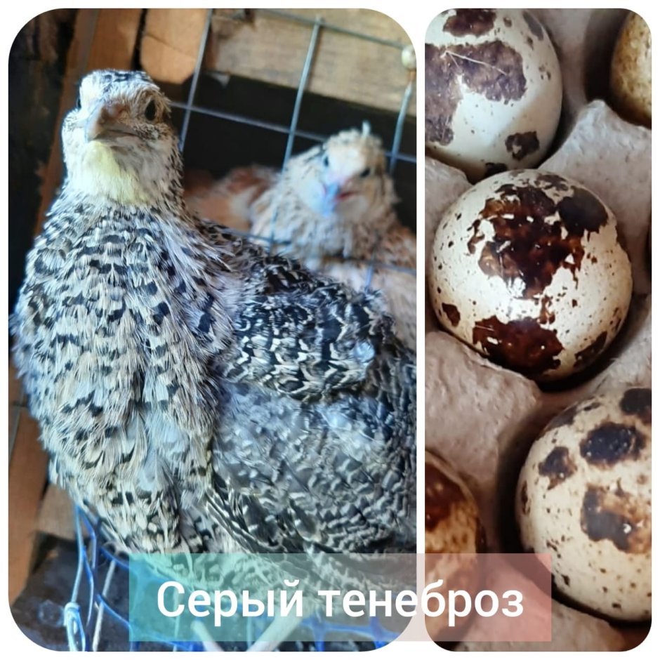 Перепел Арлекин