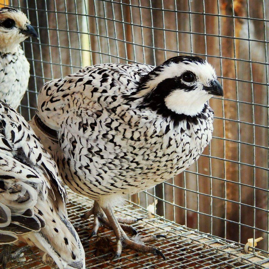 Перепелки Тенеброз