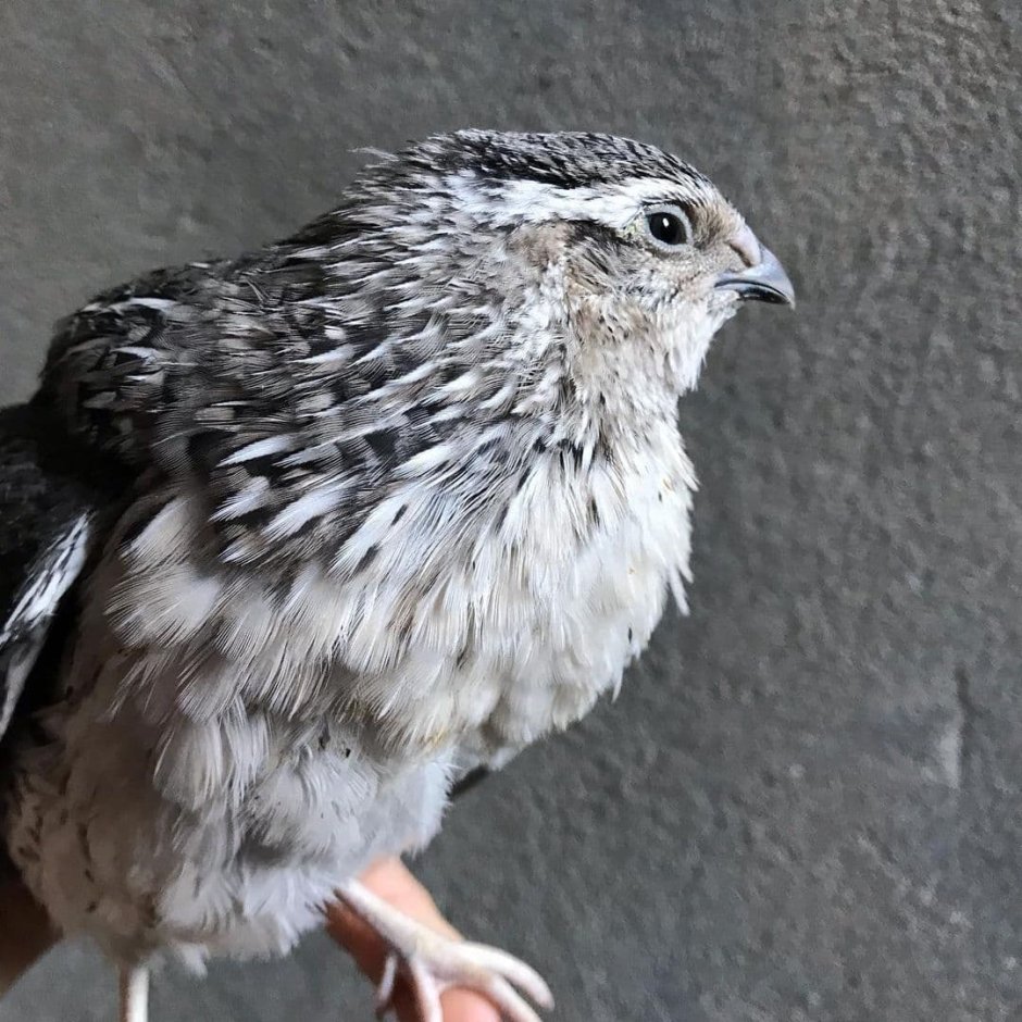 Перепелка Жемчужная Фея