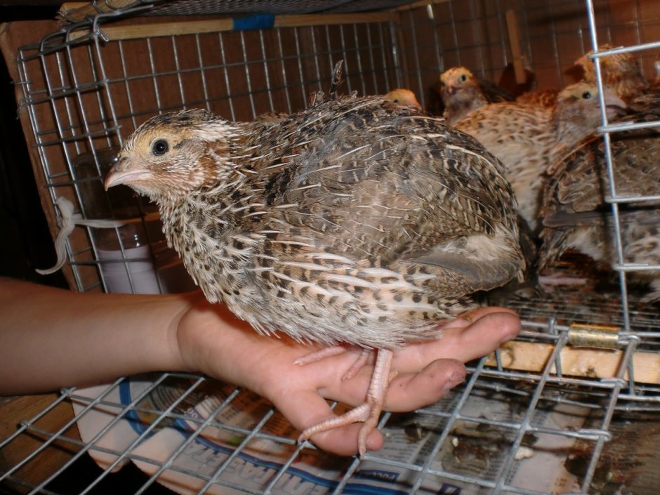 Бедана тухуми нархи