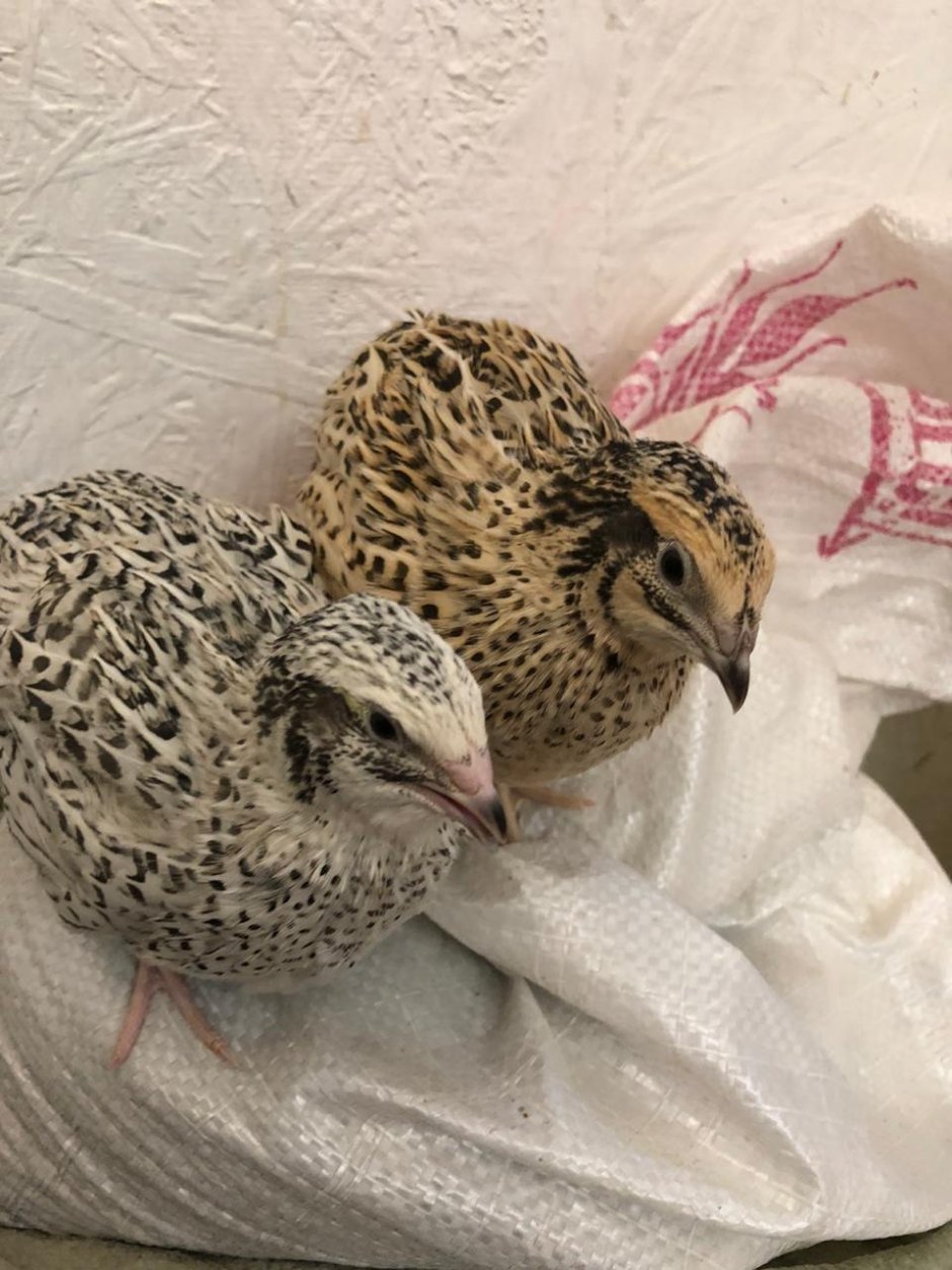 Жемчужная Фея порода перепела