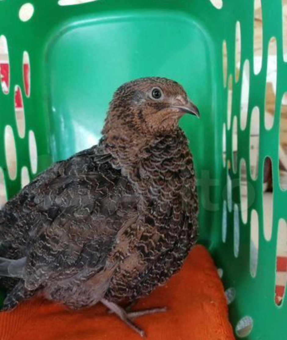 Тенеброз перепел