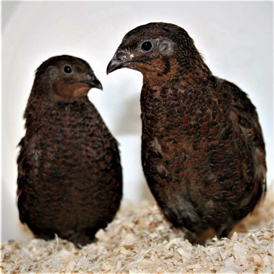 Черный Тенеброз перепела