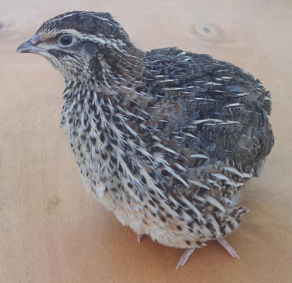 Перепела мраморные породы