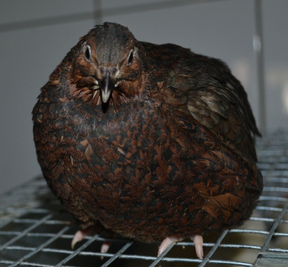 Английский смокинговый перепел