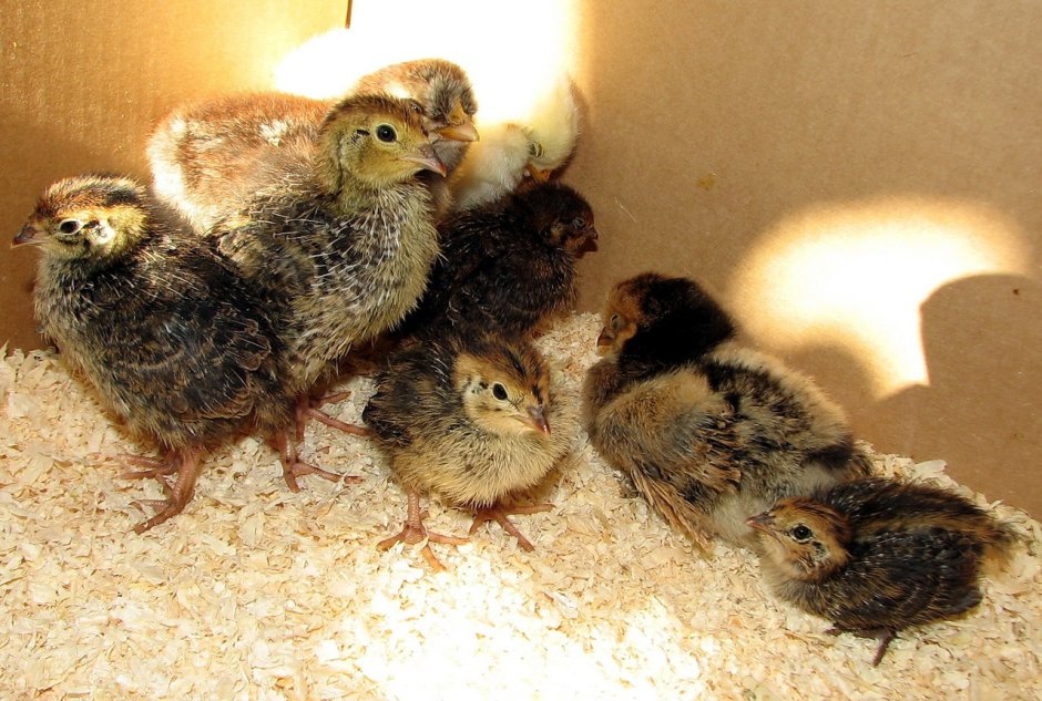 Перепела домашние