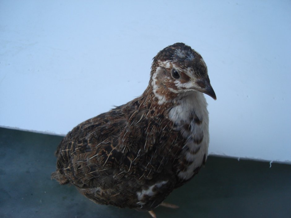 Перепелки Тенеброз