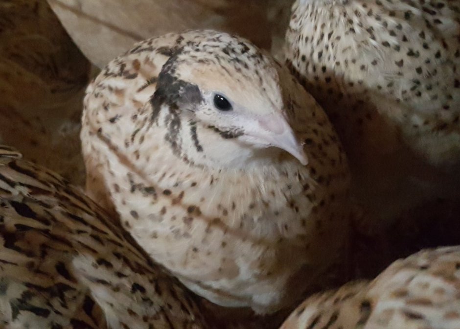 Целадон перепела