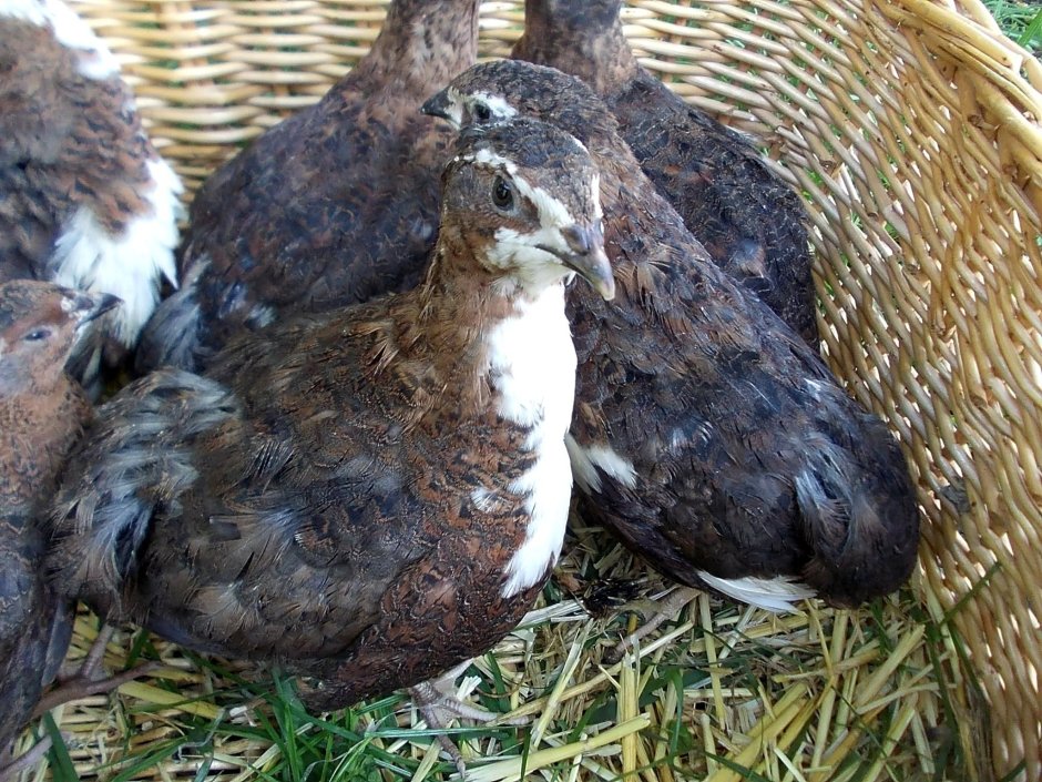 Английский смокинговый перепел