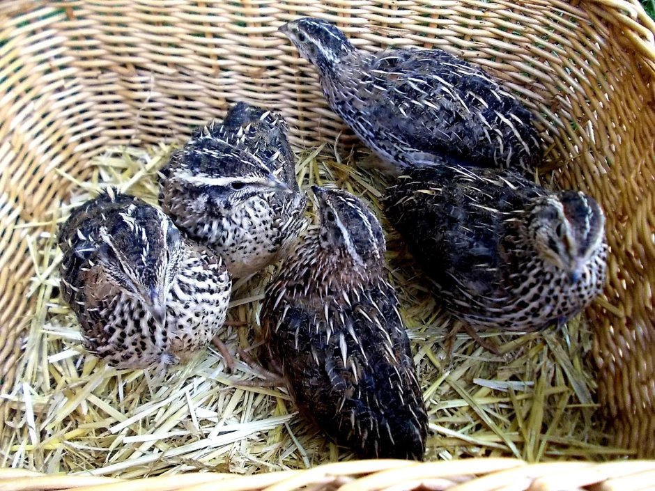 Перепелята фараон