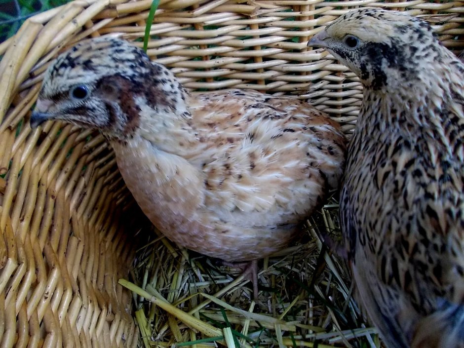 Перепелка Феникс золотой