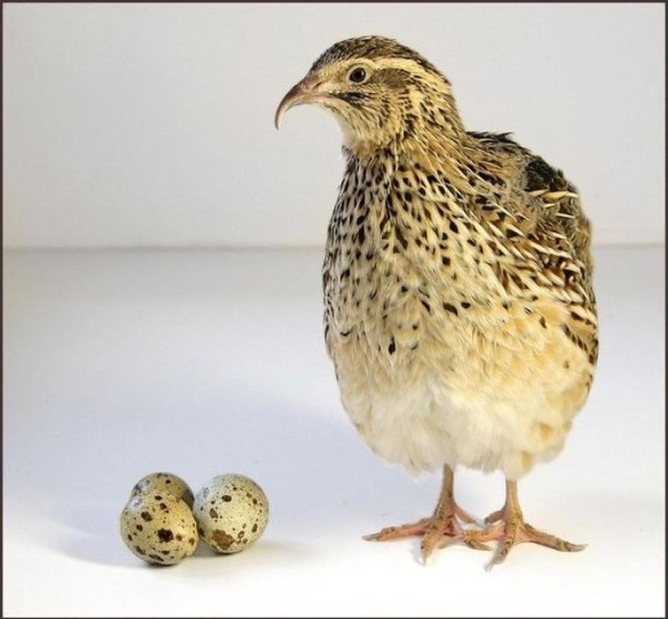 Порода Перепелка и яцо