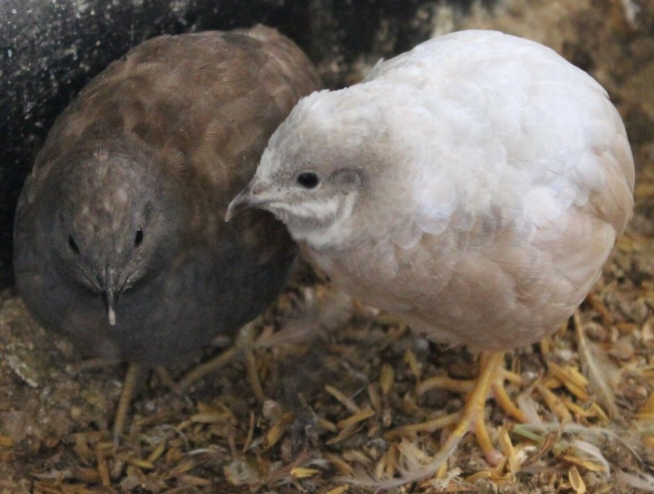 Эластики перепел