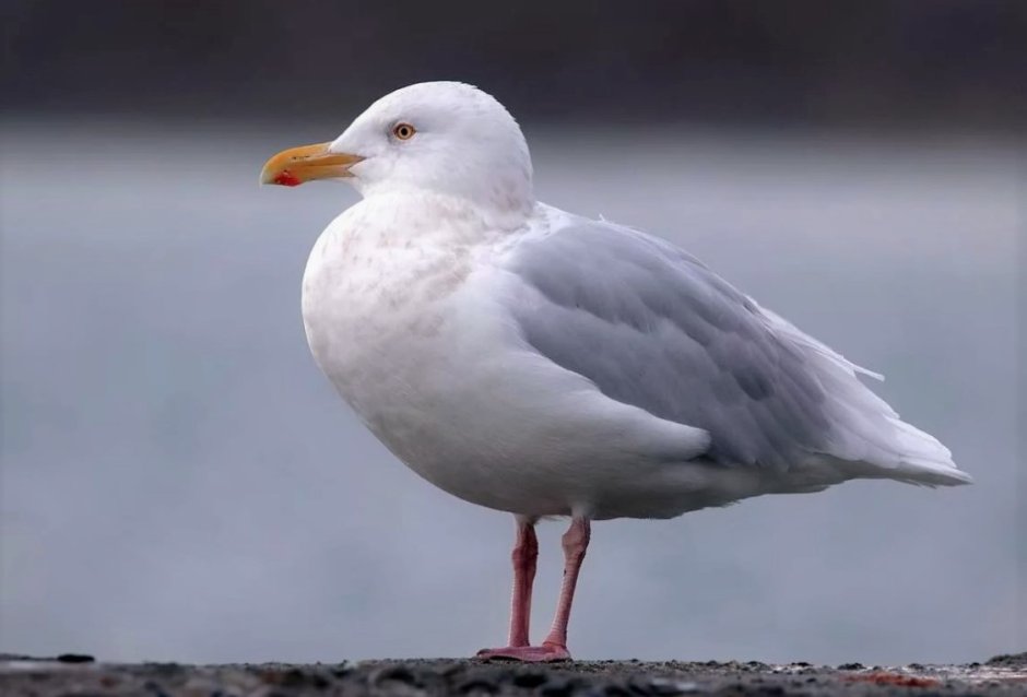 Бургомистр (Larus hyperboreus)