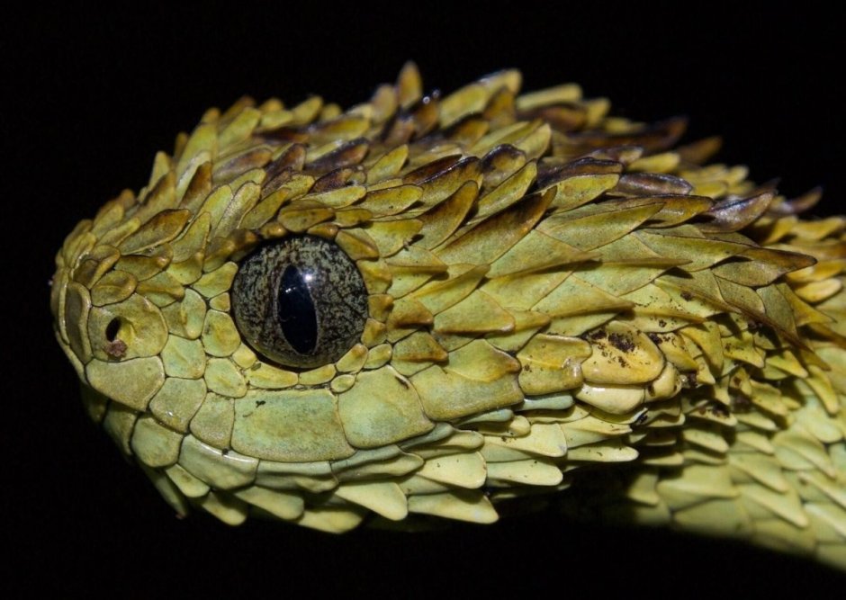 Кустарниковая гадюка (Atheris