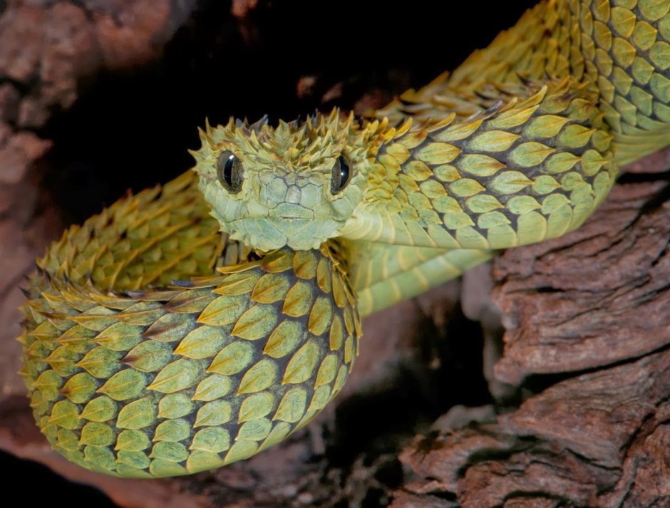 Кустарниковая гадюка (Atheris