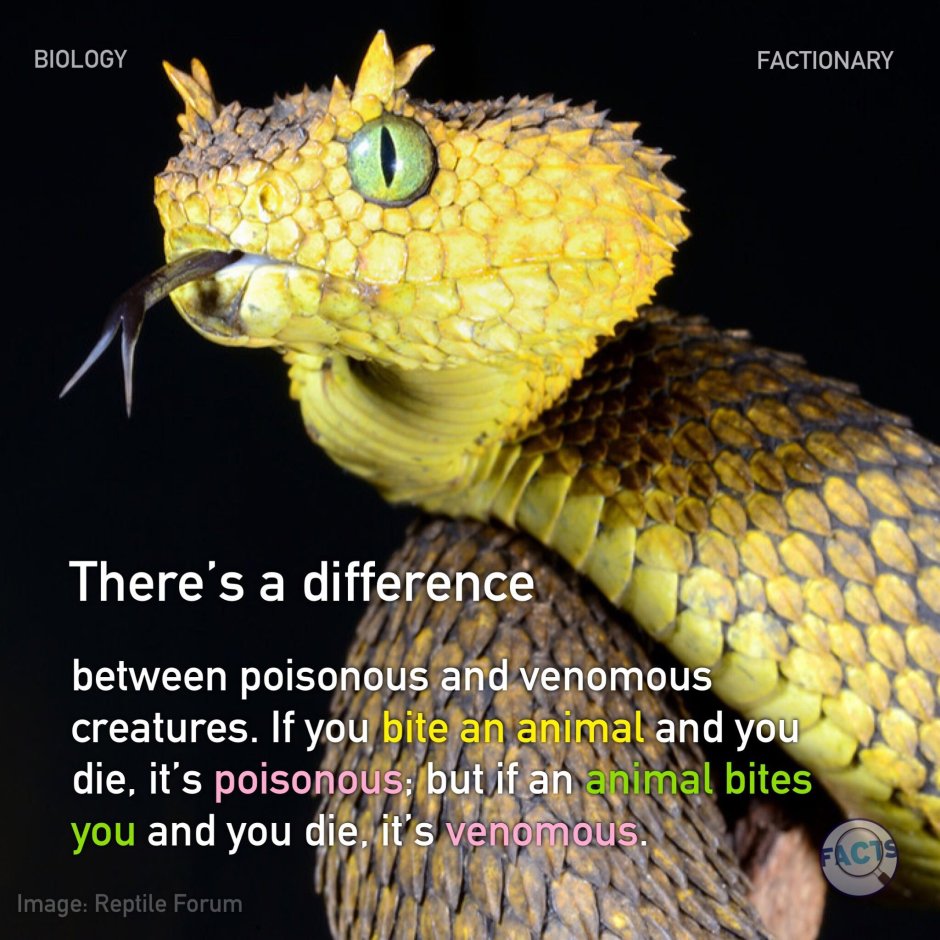 Atheris ceratophora