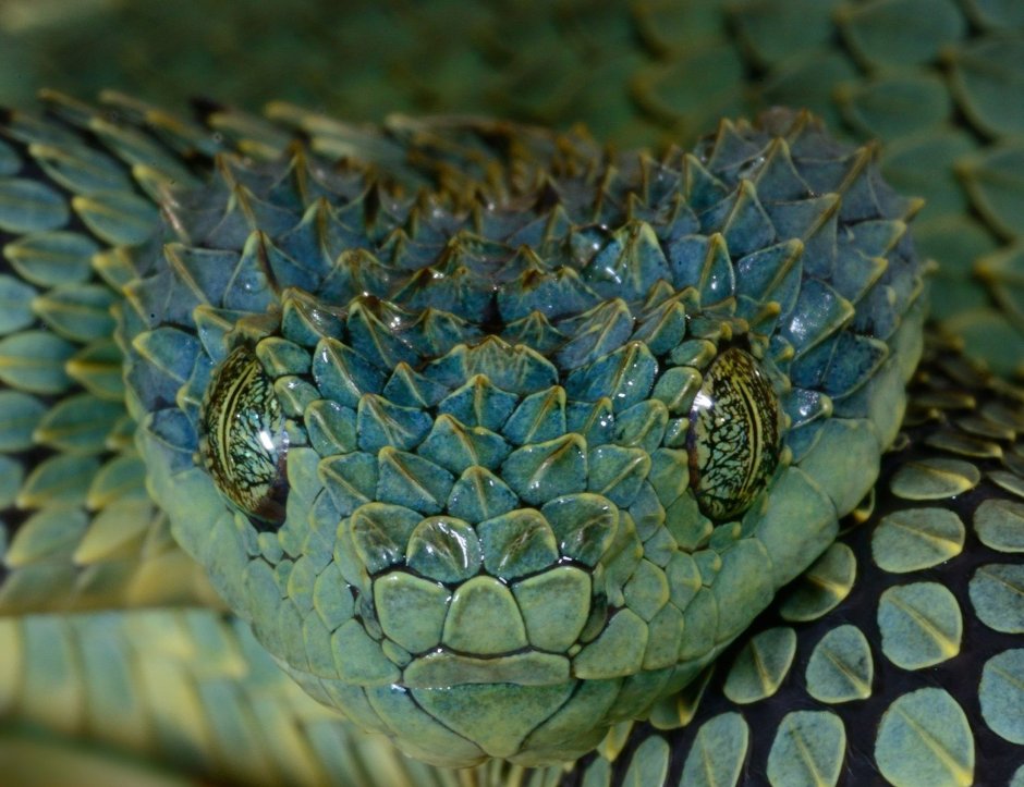 Змея Atheris squamigera