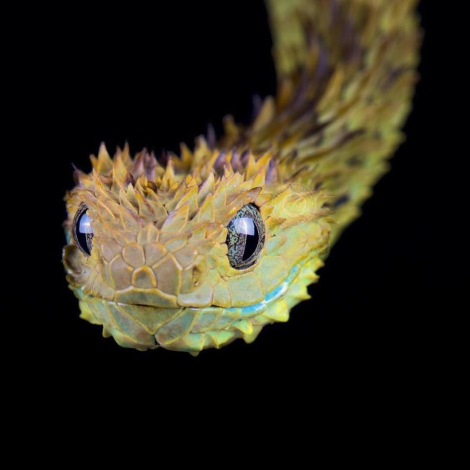 Кустарниковая гадюка (Atheris с открытым ртом