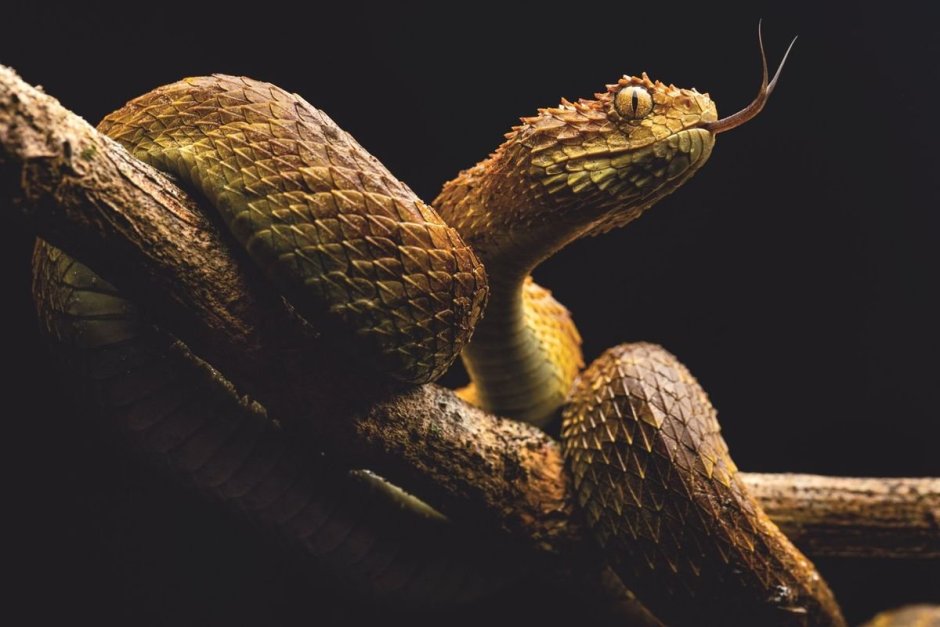 National Geographic змеи