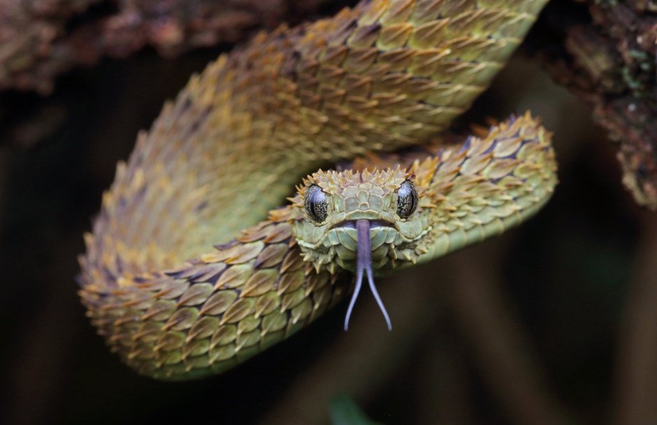 Кустарниковая гадюка (Atheris