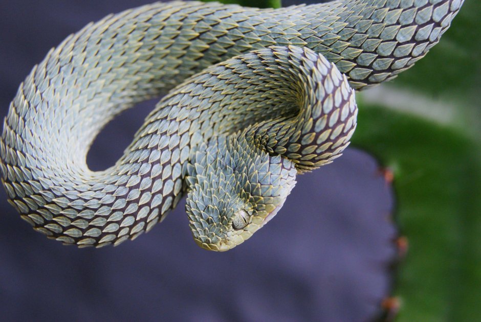 Кустарниковая гадюка (Atheris