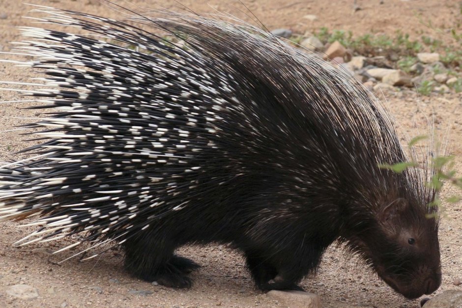 Hystrix cristata