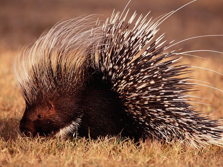 Hystrix cristata