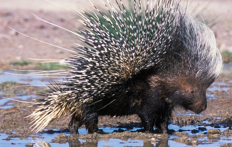 Индийский Дикобраз hystrix Indica