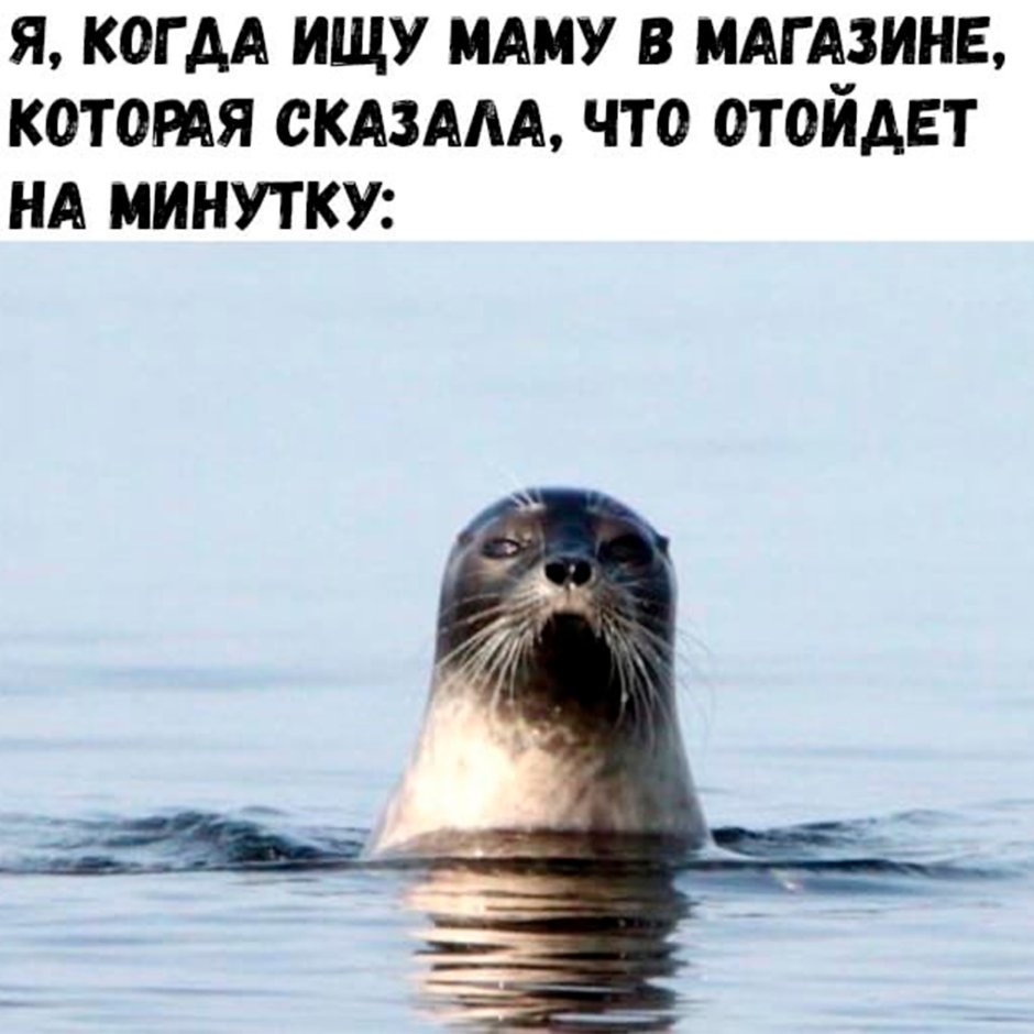Ладожская Нерпа на Валааме