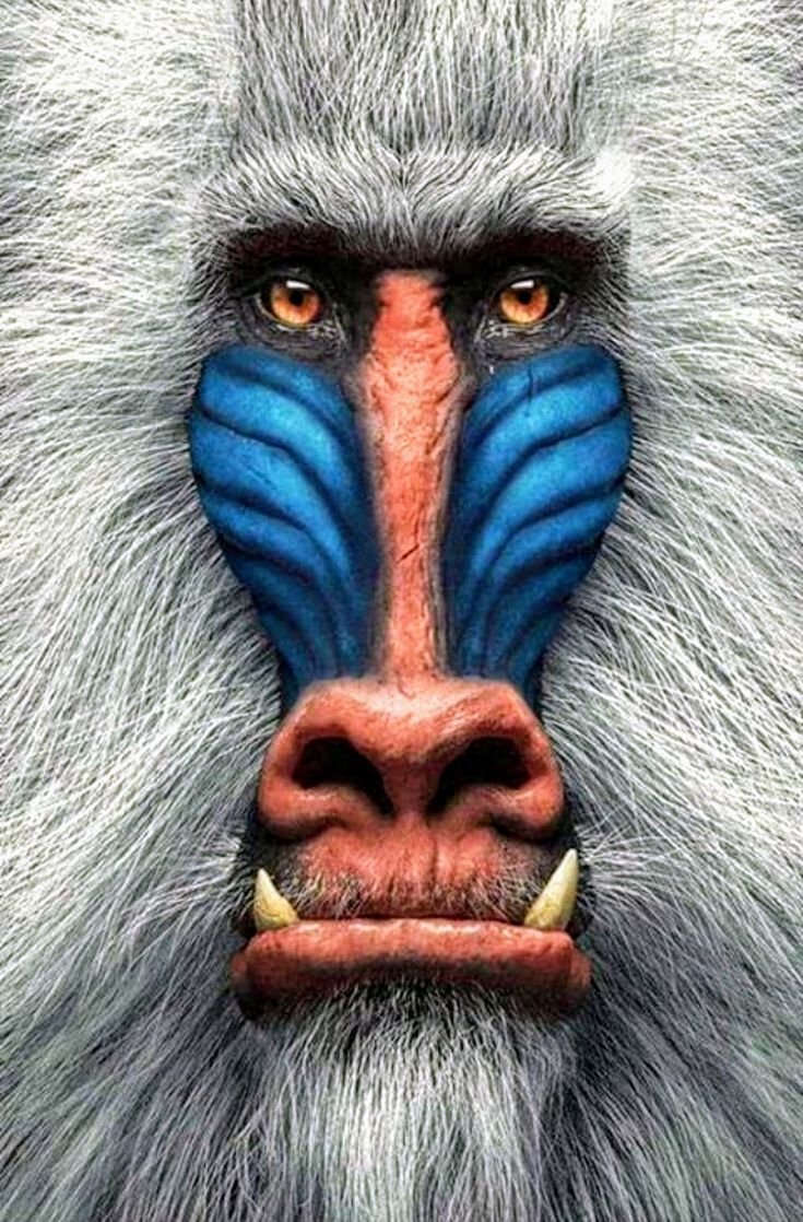 Обезьяна с голубой мордой