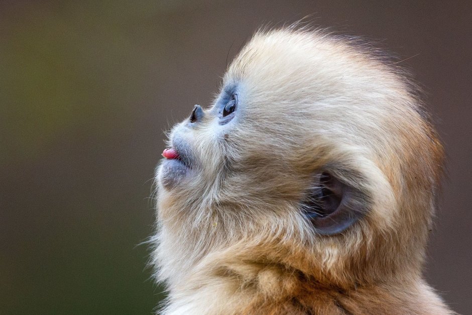 Рокселланов ринопитек Детеныши