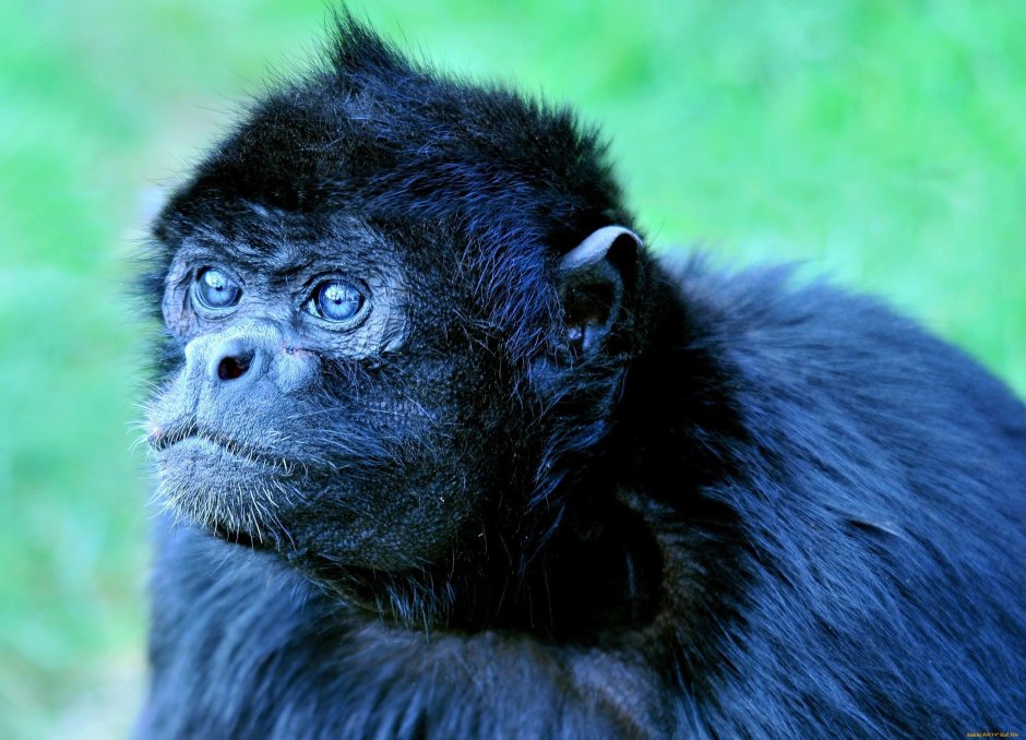 Обезьянка с голубыми глазами