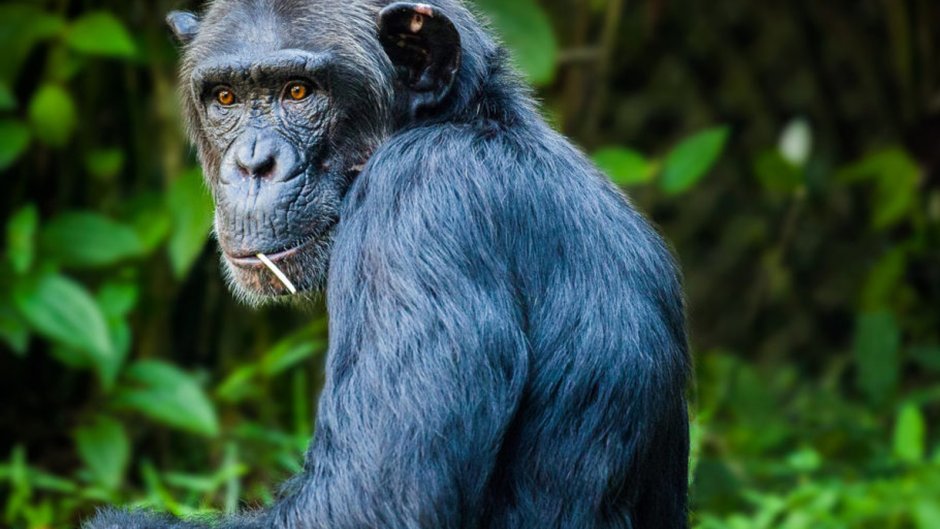 Синяя обезьяна