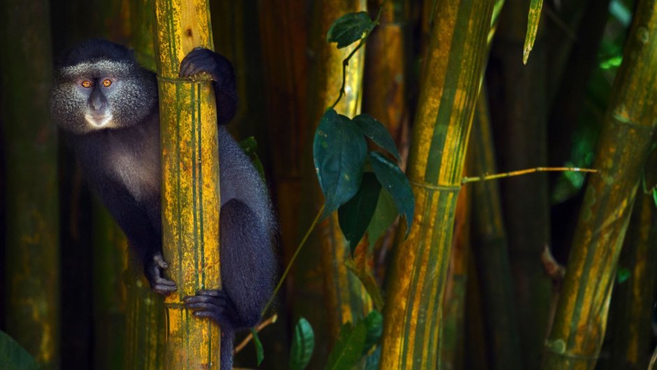 Коронованная мартышка