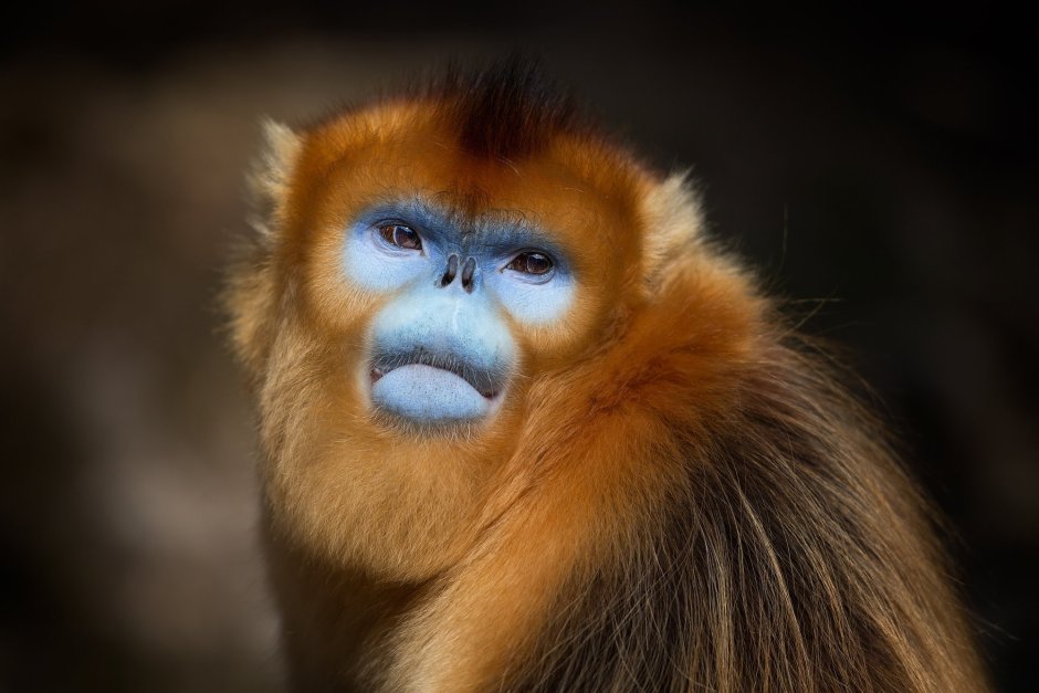 Бирманская курносая обезьяна