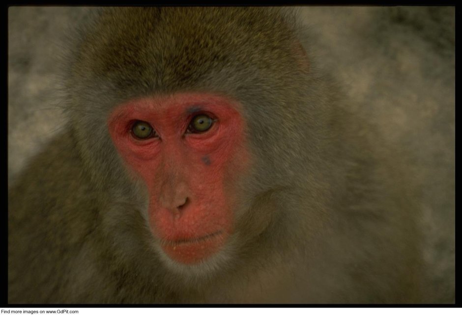 Порода обезьян с красной мордой