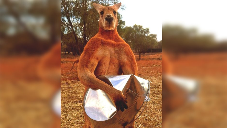Buff Kangaroo