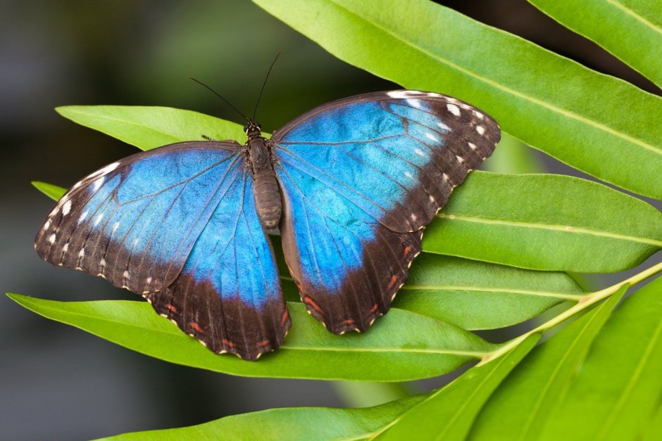 Morpho helenor бабочка