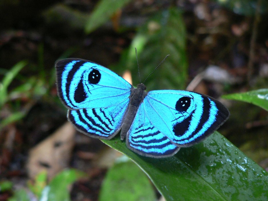 Papillon бабочка